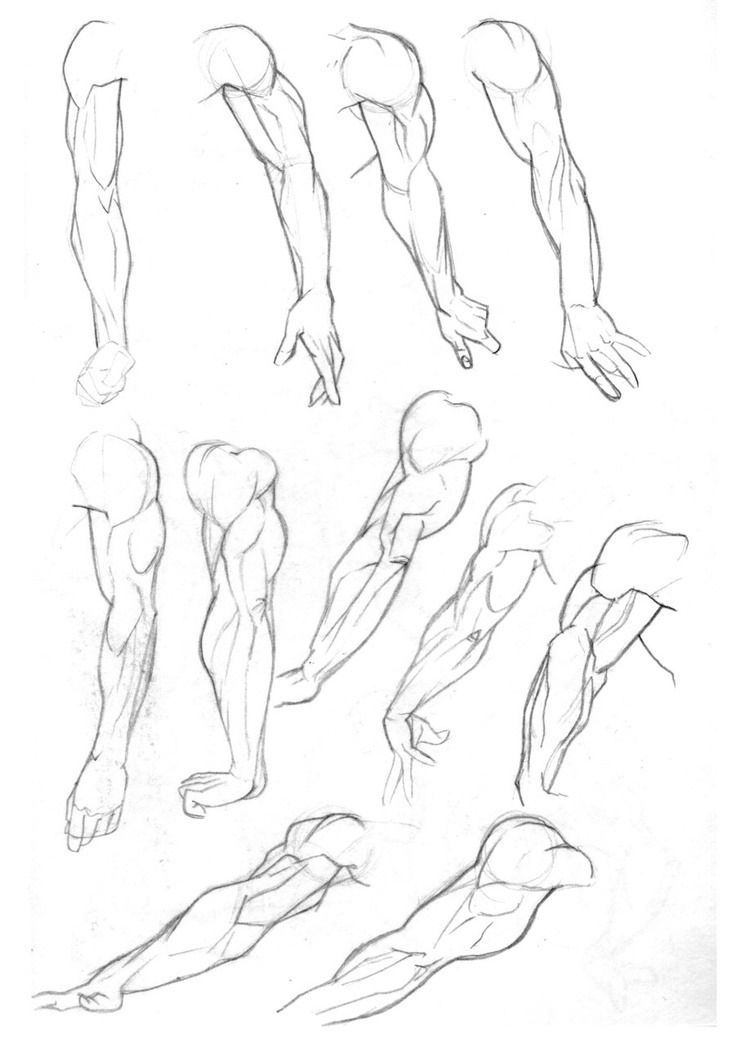 Featured image of post Anatomy Drawing Reference Arms