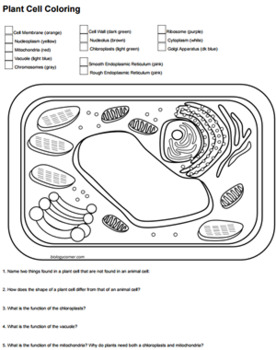 Featured image of post Biologycorner.com Plant Cell Coloring Answer Key