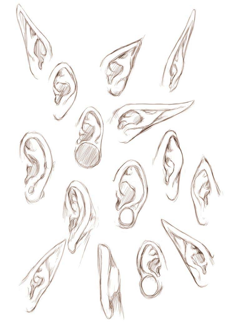 Featured image of post Elf Ear Drawing Reference