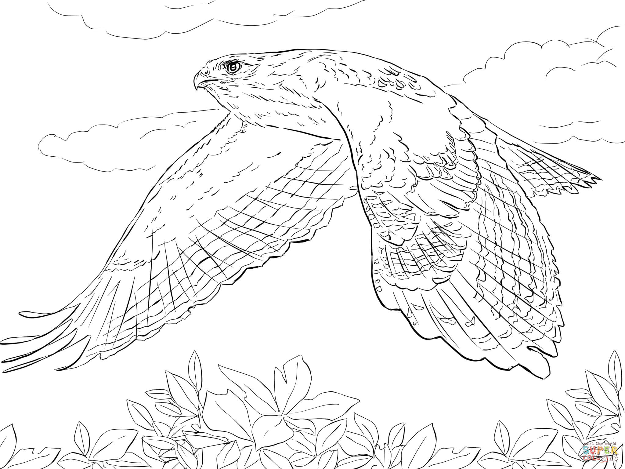 Featured image of post Hawk Coloring Pages