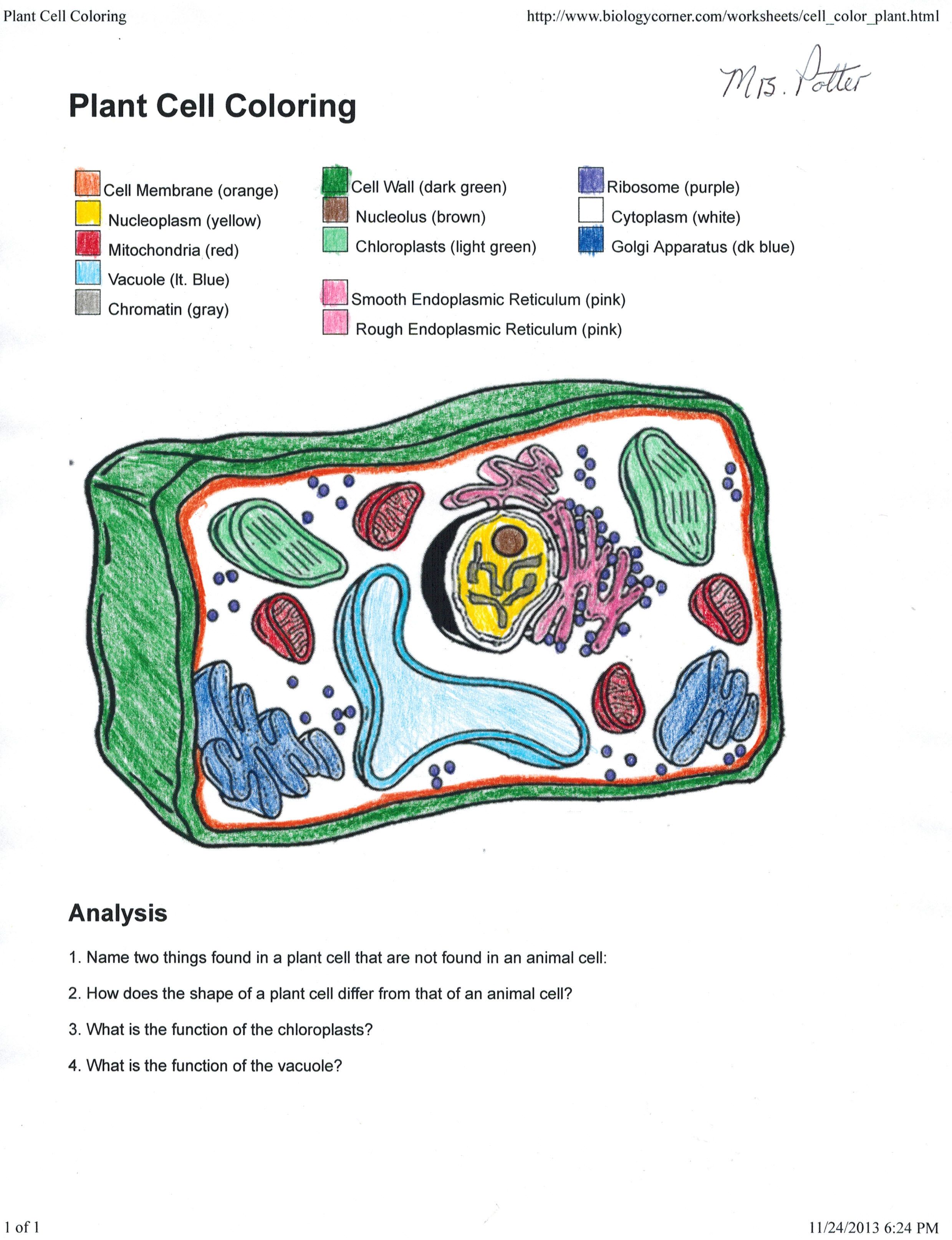 Featured image of post Plant Cell Coloring Answer Key Labeled