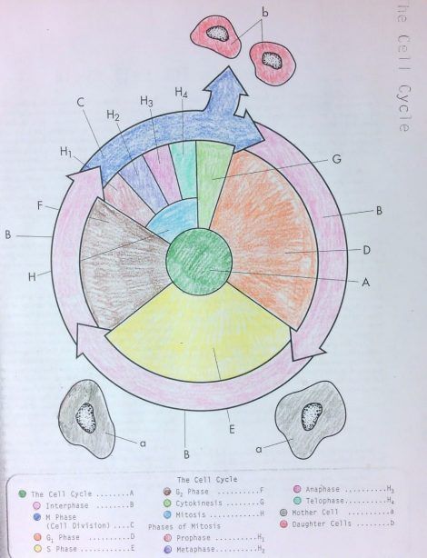 Featured image of post The Cell Cycle Coloring Worksheet Answer Sheet