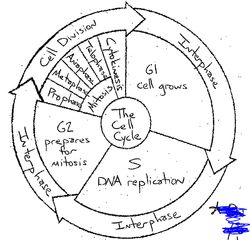 Featured image of post The Cell Cycle Coloring Worksheet Back Answers