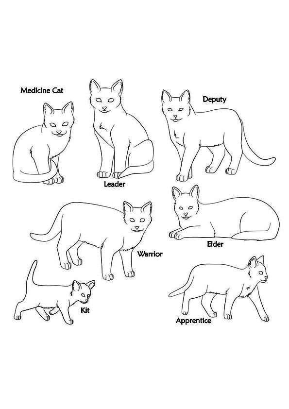 Featured image of post Thunderclan Warrior Cat Coloring Pages